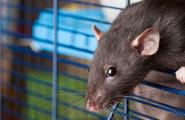 К чему снятся крысы во сне?