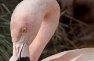 Сообщение о фламинго Сколько живут фламинго