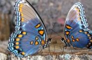 К чему снятся бабочки – сонник: бабочки К чему снится большая черная бабочка