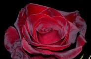 Сонник: розы, к чему снятся розы, розы во сне — полное толкование снов